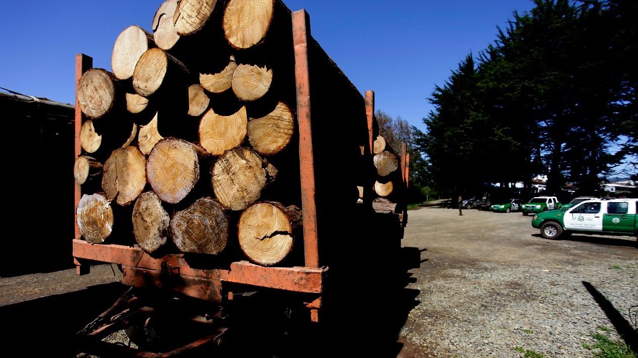 Por qué en menos del 3 por ciento de los casos por robo de madera existen condenas
