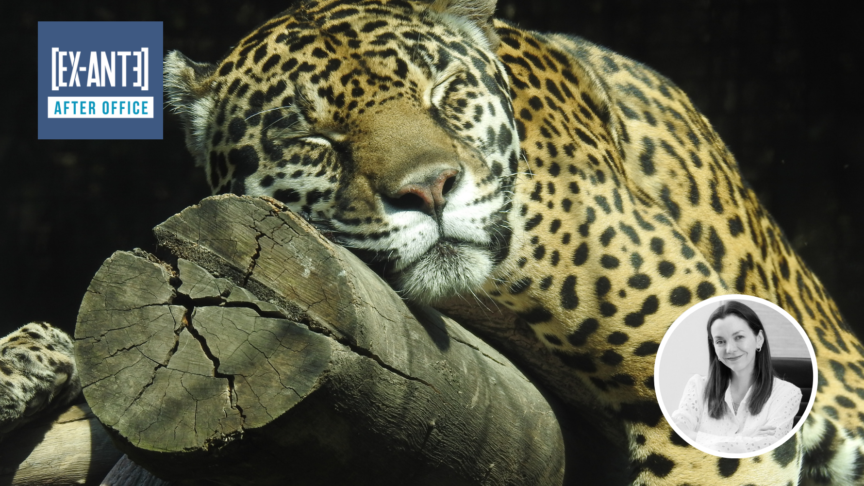 Chile: Las urgencias de un ex jaguar. Por Natalia Aránguiz