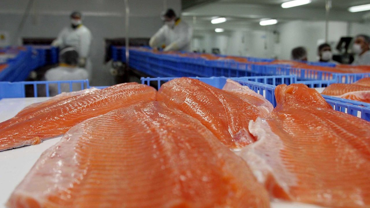 Informe de consultora estadounidense proyecta que la industria del salmón chilena se duplicará en menos de 10 años
