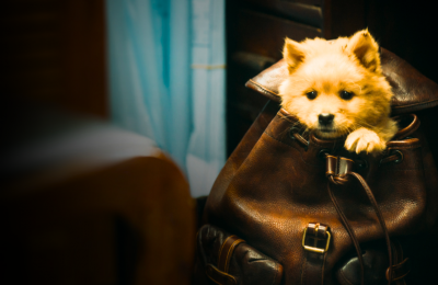 Cine: El regreso de los Simios y de Hachiko; y una historia real de abuso