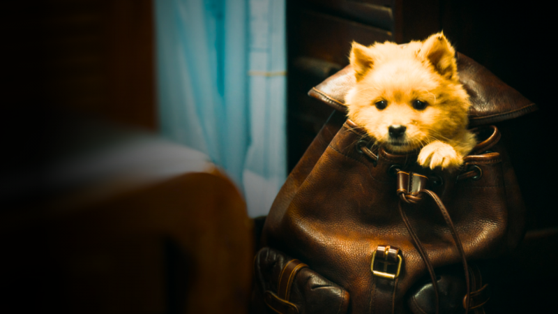 Cine: El regreso de los Simios y de Hachiko; y una historia real de abuso