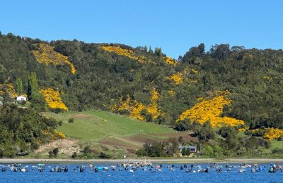 Algo es algo: Chiloé, always surprising