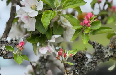 Algo es algo: Primavera