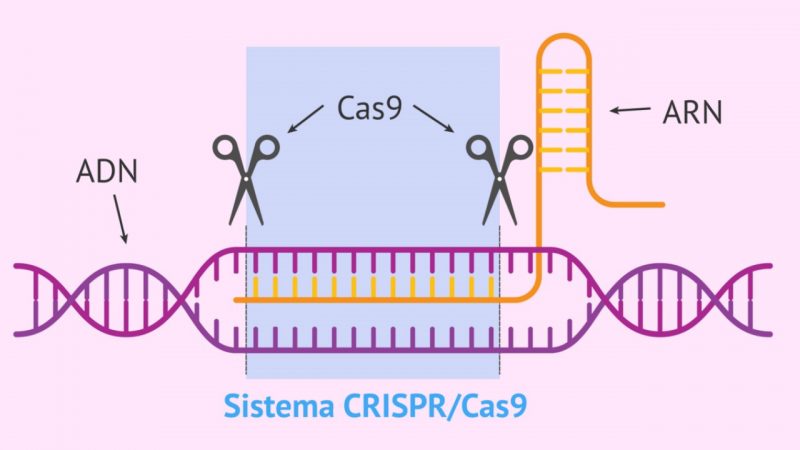 Algo es algo: CRISPR