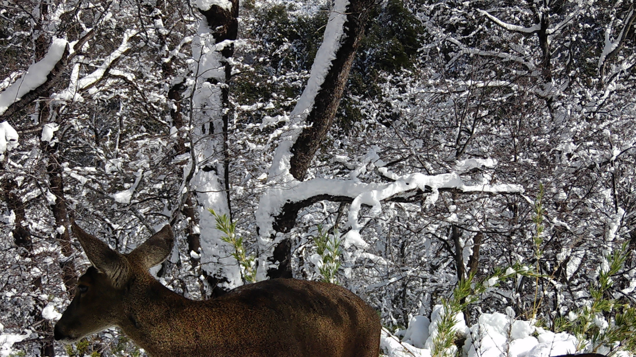 La cruzada público-privada que busca salvar a la especie nativa más emblemática de la Cordillera de los Andes