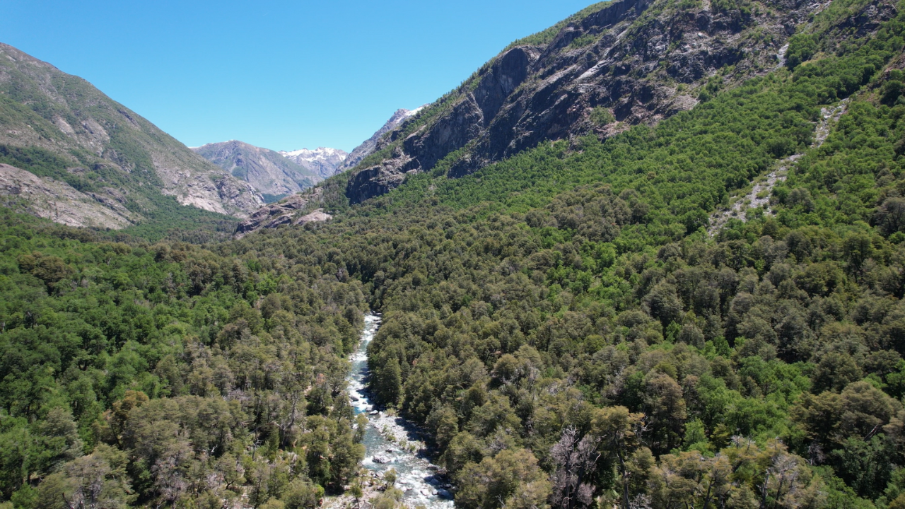 Arauco refuerza el compromiso con la naturaleza como base de su negocio