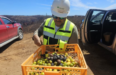 El queule: los esfuerzos por salvar a esta especie endémica afectada por los incendios en Biobío