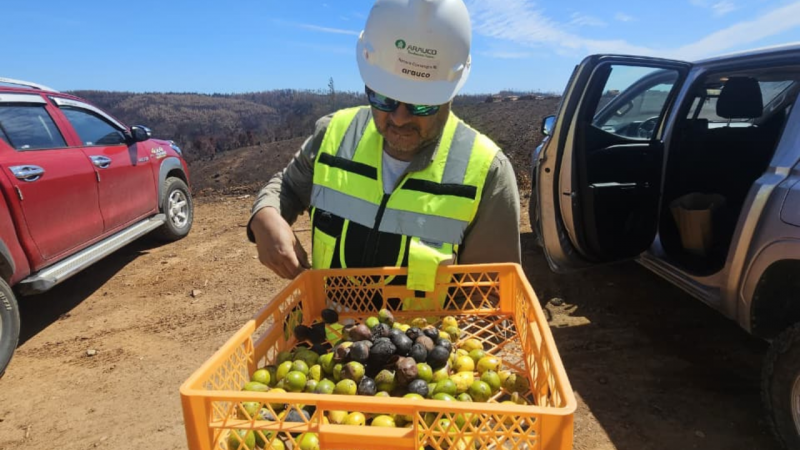 El queule: los esfuerzos por salvar a esta especie endémica afectada por los incendios en Biobío