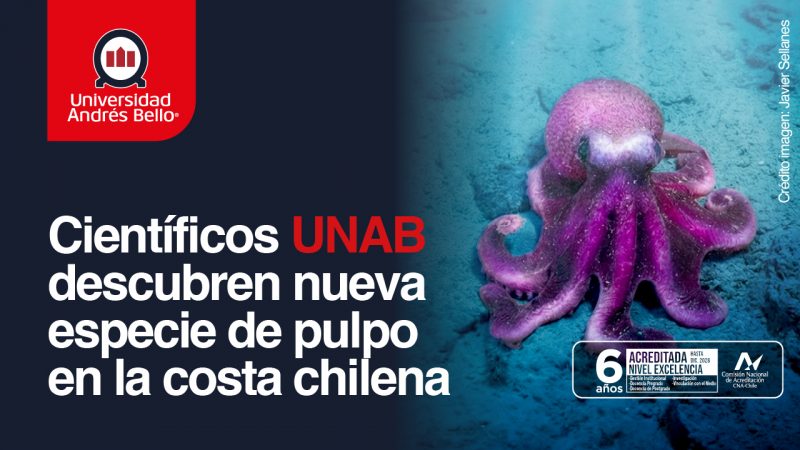 Científicos UNAB descubren nueva especie de pulpo en el Pacífico suroriental